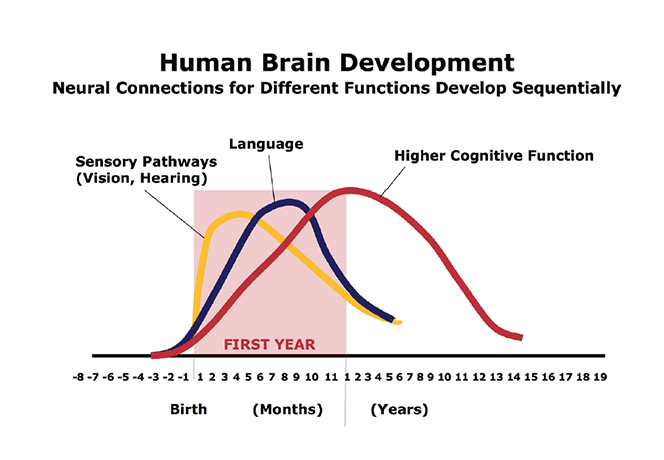 child+brain+development